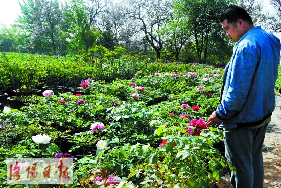 从忙致富到树品牌——土桥村牡丹花匠的心路历程