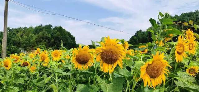 致富葵花种植视频_种植葵花致富_种葵花挣钱吗