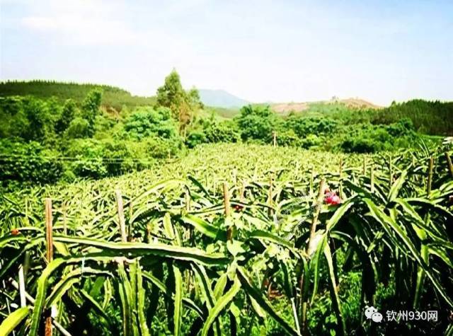 致富经果树种植视频_致富经百香果种植视频_致富经种植三种水果亩收入过亿