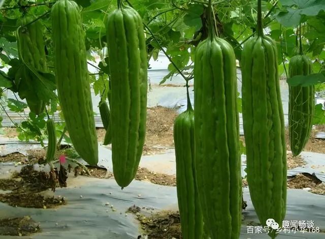 苦瓜栽培种植技术与管理_苦瓜栽培苦瓜种植技术_苦瓜的栽培技术