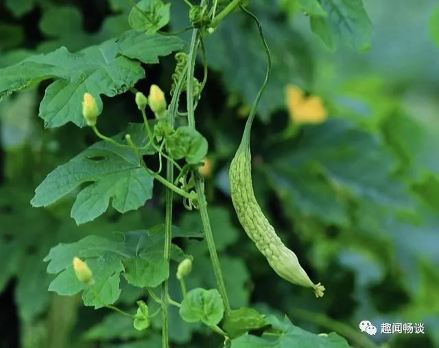 苦瓜栽培种植技术与管理_苦瓜栽培苦瓜种植技术_苦瓜的栽培技术