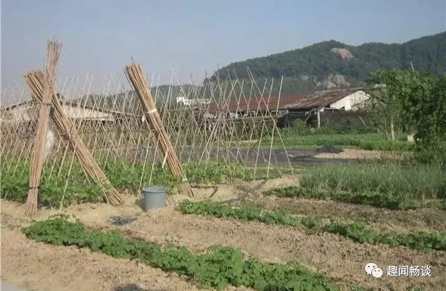 苦瓜的栽培技术_苦瓜栽培种植技术与管理_苦瓜栽培苦瓜种植技术