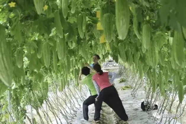 苦瓜的栽培技术_苦瓜栽培苦瓜种植技术_苦瓜栽培种植技术与管理