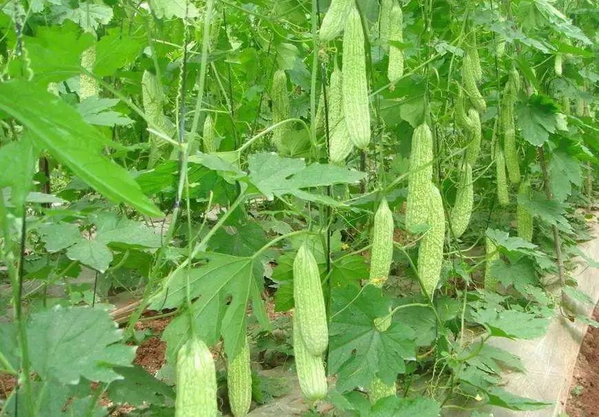 苦瓜种植管理技术_苦瓜栽培管理_苦瓜种植与田间管理