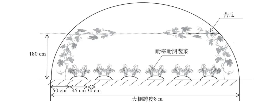 苦瓜的栽培方法_苦瓜栽培苦瓜种植技术_苦瓜栽培种植技术与管理