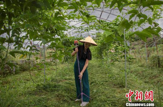 致富种植视频全集_种植果树致富_致富经百香果种植视频