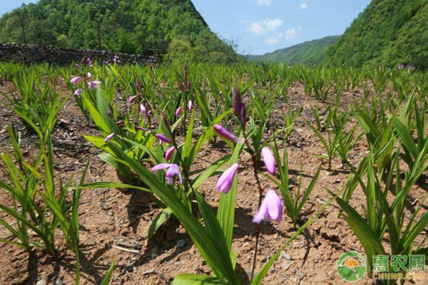 白及种植技术吧_白及育苗栽培关键技术_白及栽培技术