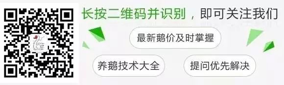 冬季鹅怎么养_冬季鹅的养殖技术_冬季养殖肉鹅技术