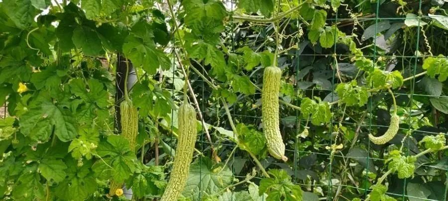 苦瓜栽培苦瓜种植技术_苦瓜栽培种植技术与管理_苦瓜栽培种植技术要点