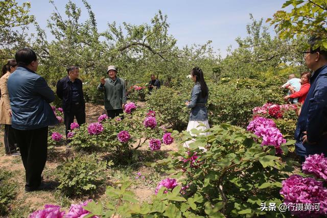 牡丹种植前景_绛县牡丹种植致富_牡丹种植成本