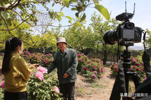 牡丹种植成本_牡丹种植前景_绛县牡丹种植致富