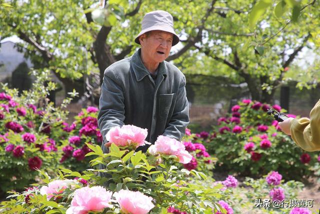 牡丹种植前景_绛县牡丹种植致富_牡丹种植成本