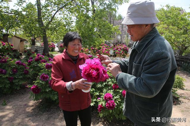 牡丹种植成本_牡丹种植前景_绛县牡丹种植致富