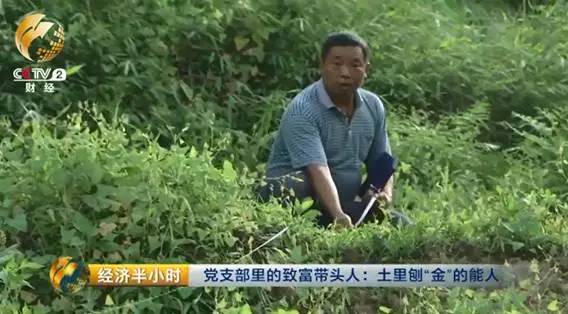 CCTV最新樱桃种植品种技术_樱桃新品种培育方法_樱桃种植技术规程