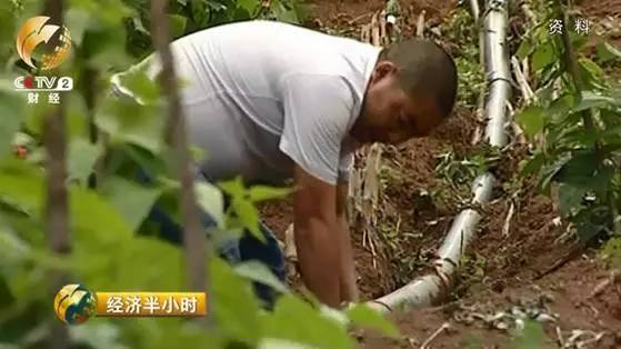 樱桃种植技术规程_樱桃新品种培育方法_CCTV最新樱桃种植品种技术