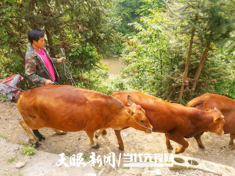 致富养殖信息_马养殖致富_农民养马致富