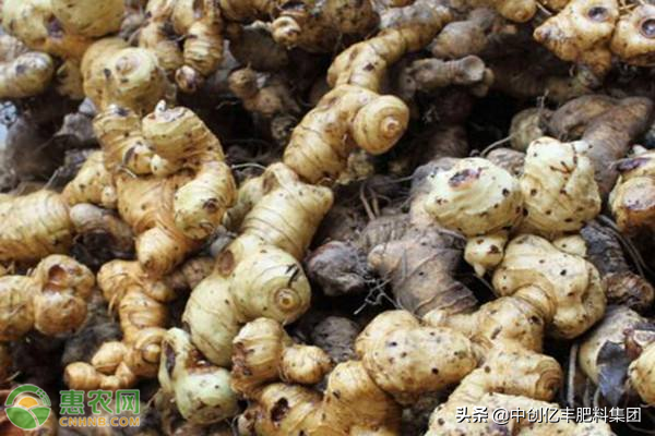 黄精东北种植技术_黄精东北种植技术_黄精东北种植技术