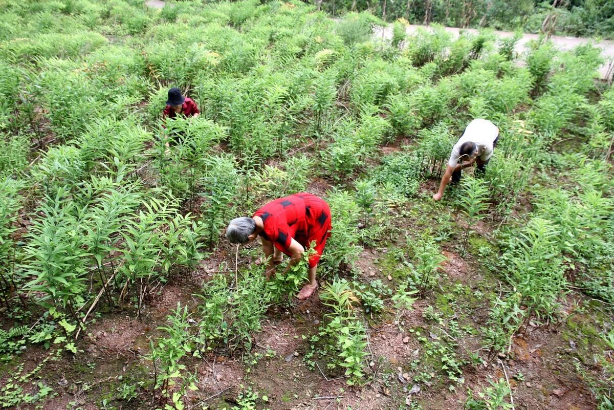 黄精东北种植技术_黄精东北种植技术_黄精东北种植技术