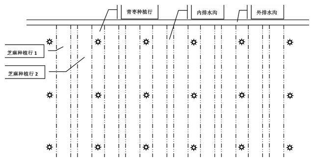 云南干热河谷区台湾青枣—芝麻间作栽培技术及效益分析