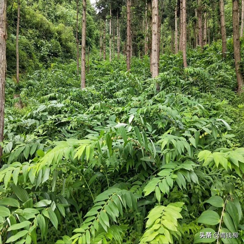 黄精东北种植技术_黄精东北种植技术_黄精东北种植技术