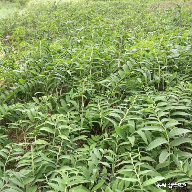 集安市黄精的使用价值及栽培技术