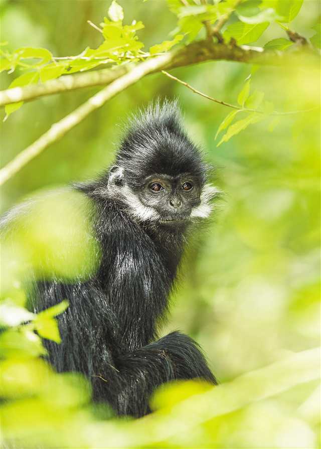 致富经豹猫养殖_致富经养猫_致富经灵猫