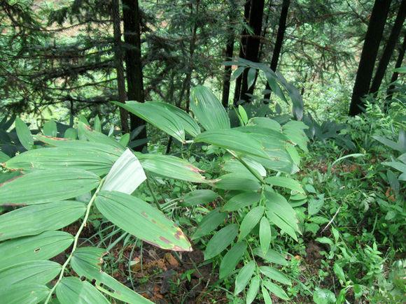 珍稀药用植物黄精林下栽培技术