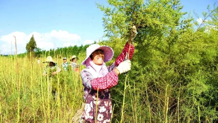 常山农庄_海州常山种植方法_常山种植致富项目