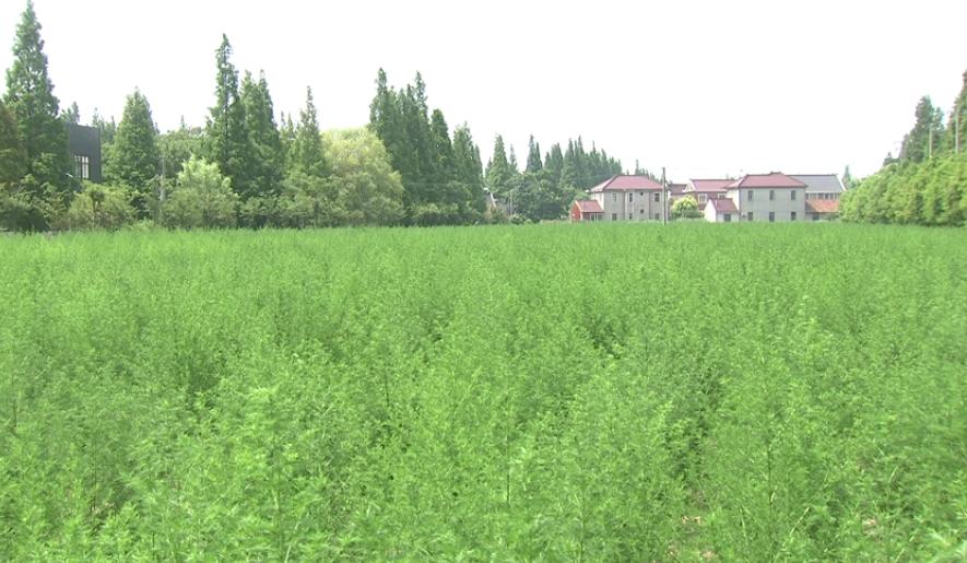 常山农庄_海州常山种植方法_常山种植致富项目