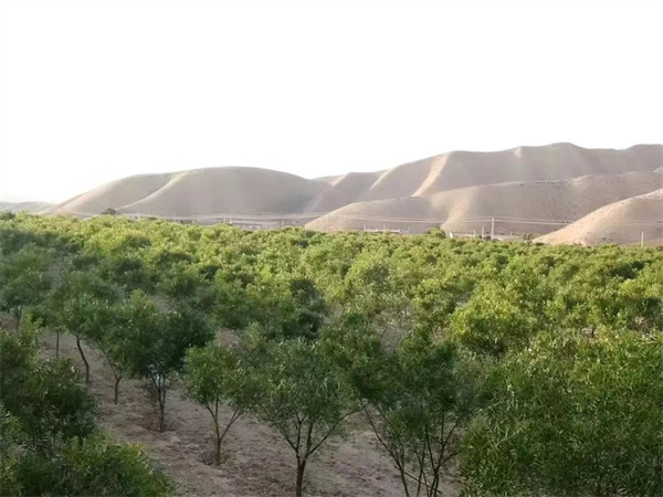 致富种植果林行业现状_林果种植致富行业_致富种植果林行业有哪些