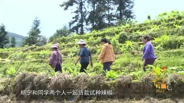 神木种植致富视频_有机质蔬菜特色种植的致富故事_科学种植致富100例