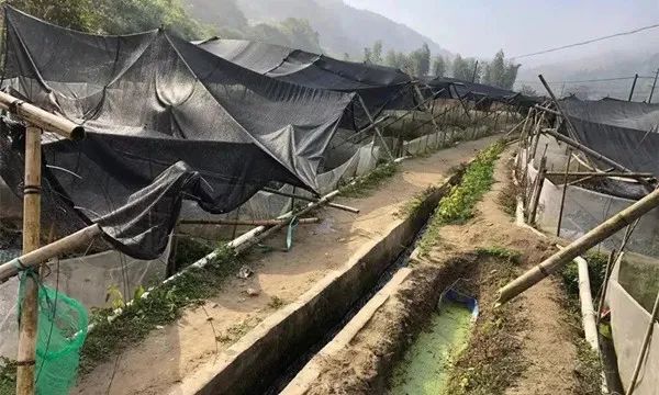 种植致富项目枸杞_种植枸杞子挣钱吗_致富枸杞种植项目介绍