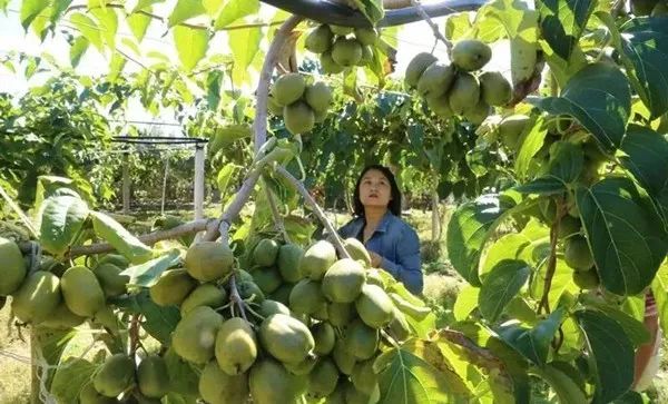 种植枸杞子挣钱吗_种植致富项目枸杞_致富枸杞种植项目介绍