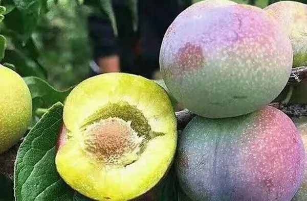 种植枸杞子挣钱吗_致富枸杞种植项目介绍_种植致富项目枸杞