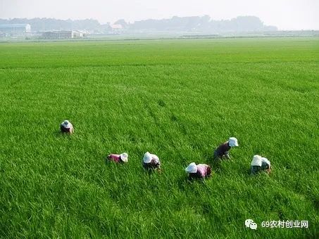 稻谷养殖致富经_致富养殖稻谷视频_农村稻田养殖什么赚钱