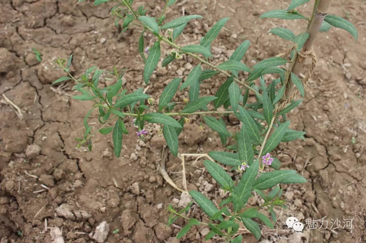 种植致富项目枸杞_致富枸杞种植项目介绍_致富枸杞种植项目有哪些