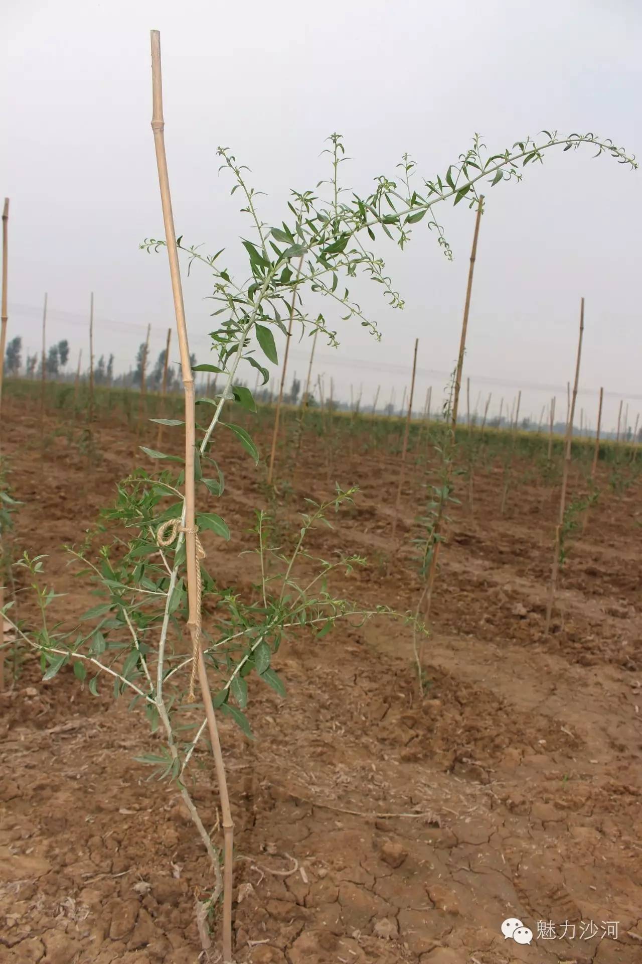 种植致富项目枸杞_致富枸杞种植项目介绍_致富枸杞种植项目有哪些