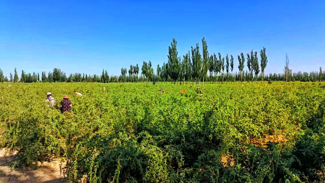 致富枸杞种植项目介绍_种植致富项目枸杞_致富经枸杞种植视频