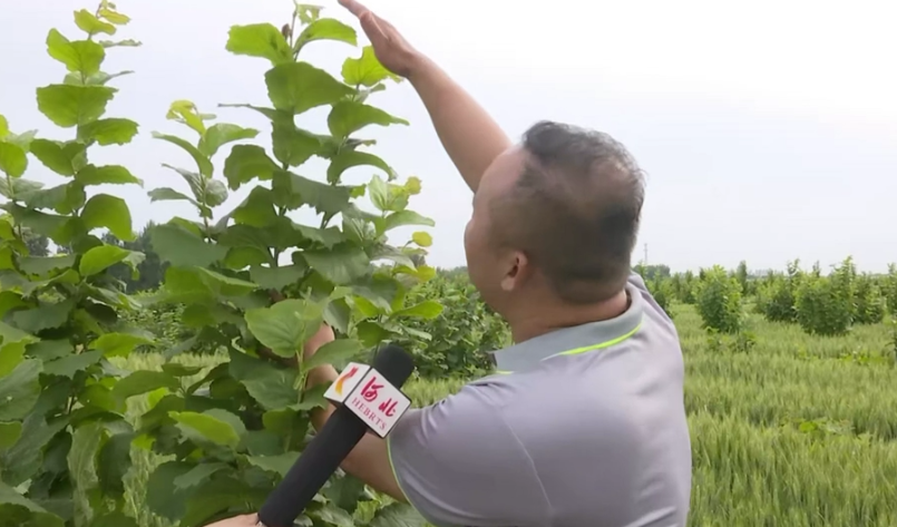 致富种植造型树图片大全_种植造型树致富_致富种植造型树图片