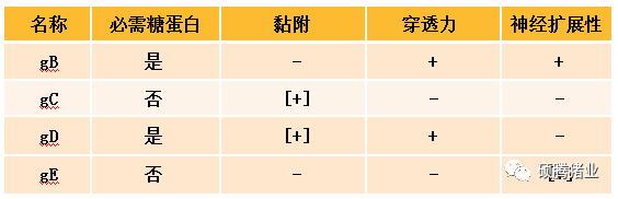 关于伪狂犬病毒的几个误区——gB、gE抗体与中和抗体的来龙去脉清清楚楚明明白白告