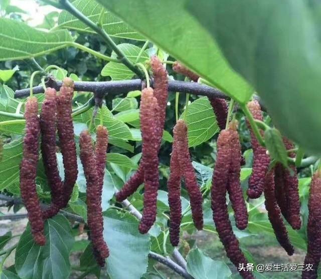 白领种植致富项目_致富种植什么比较赚大钱_致富种植创业项目