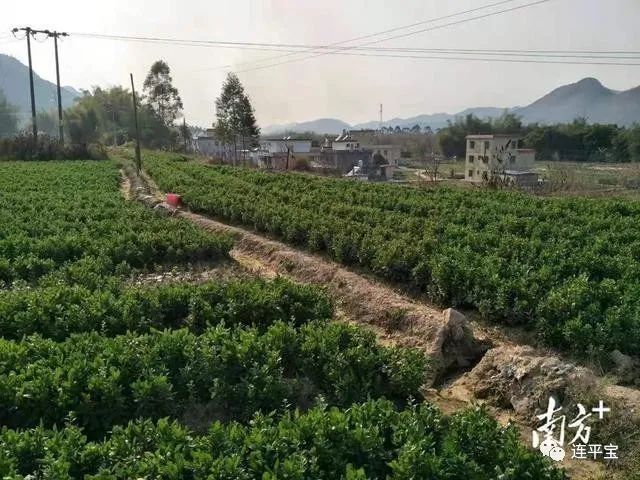 致富经枸杞种植视频_种植致富项目枸杞_种植枸杞子挣钱吗