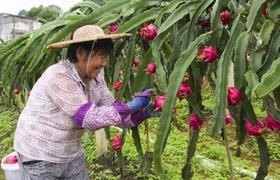 种植火龙果怎样搭架_火龙果种植搭架技术_火龙果树怎么搭架子