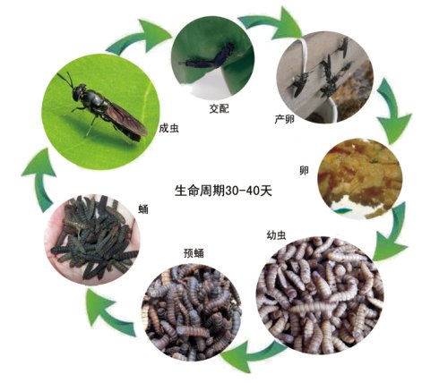 黑水虻养殖前景广阔，环境监控技术助力水虻高质量养殖