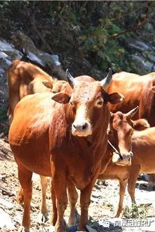 湘西黄牛要养几年出栏_湘西黄牛养殖视频_湘西黄牛养殖技术