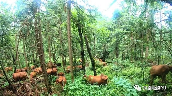 湘西黄牛养殖技术_湘西黄牛养殖视频_湘西黄牛要养几年出栏