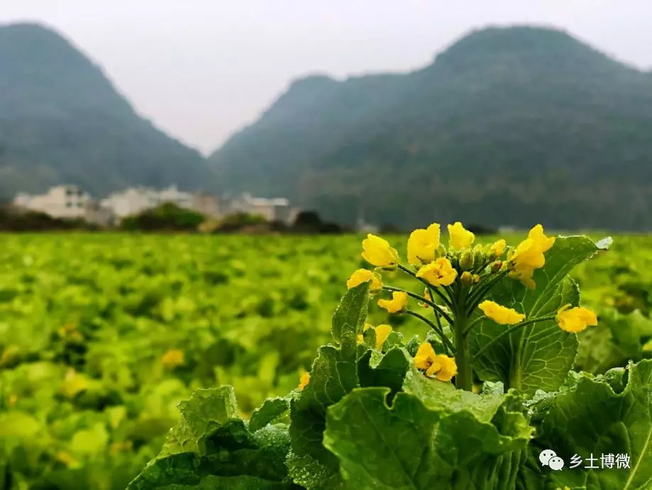 致富养殖土鸭视频_土鸭养殖致富_致富养殖土鸭图片