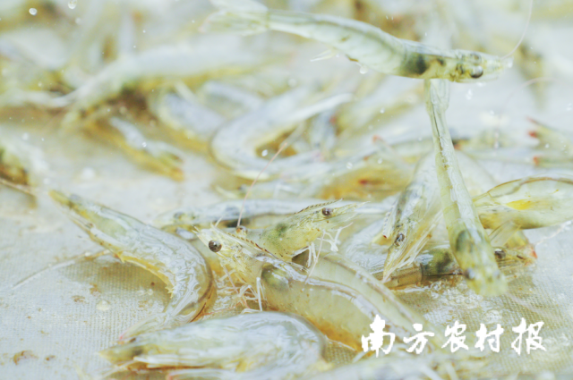 瓶颈兰花的养殖技术_瓶颈兰花养殖技术要点_瓶颈兰盆景如何养