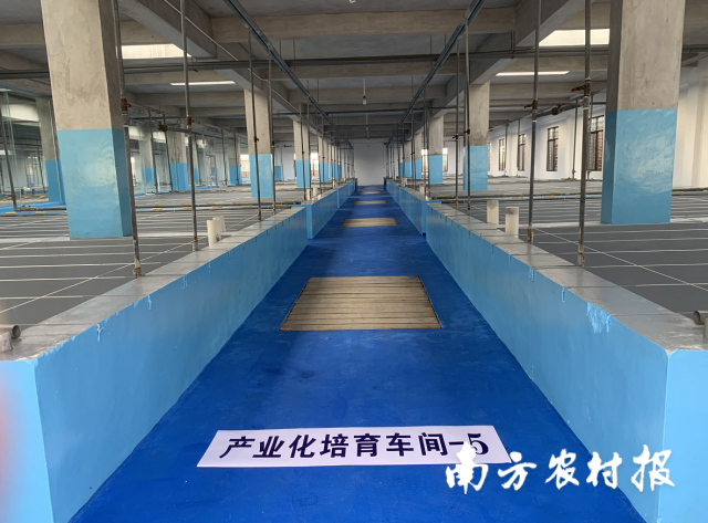 瓶颈兰盆景如何养_瓶颈兰花养殖技术要点_瓶颈兰花的养殖技术