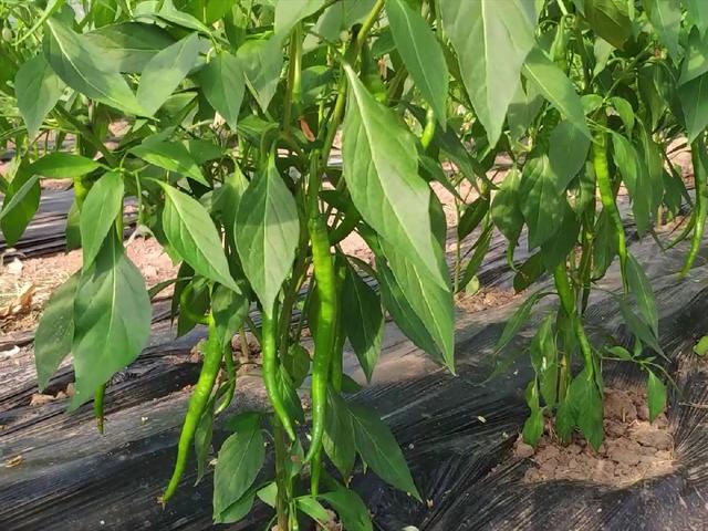 大棚种植辣椒致富_辣椒大棚栽培技术_致富辣椒大棚种植视频